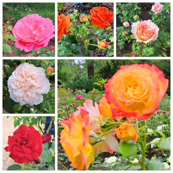 rosengarten_n